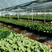 優(yōu)野芥藍(lán)